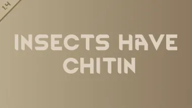 Insects have chitin