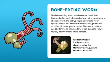 Animals of Monterey Bay 1