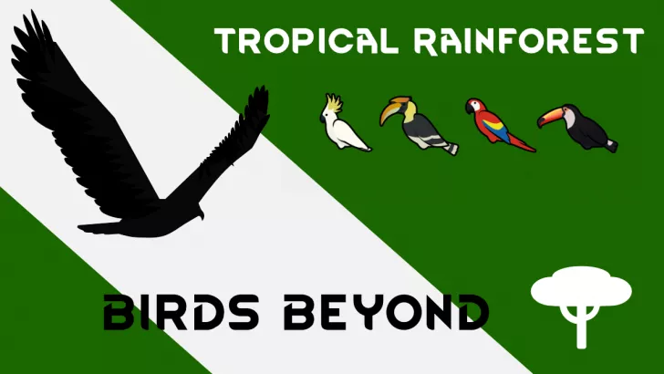 Birds Beyond: Tropical Rainforest