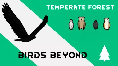 Birds Beyond: Temperate Forest